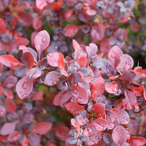 Proven Winners Sunjoy Really Red Barberry (Berberis thunbergii) Live Plant, 4.5" Qt - Image 3