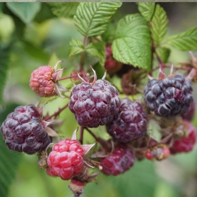 2 Purple Raspberry Live Plants, 5-9 Inch Tall Berry Bushes - Image 2