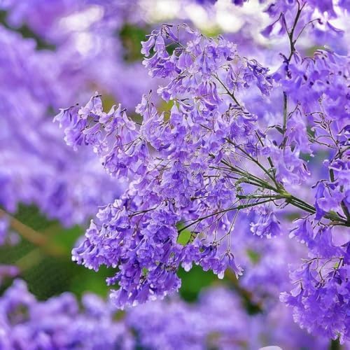 110+ Jacaranda Tree Seeds for Planting – Exotic Purple Blue Blooming Ornamental Tree, Fast Growing, Drought Tolerant, Ideal for Outdoor Gardens, Landscapes & Bonsai, Easy Growing Non-GMO - Image 2