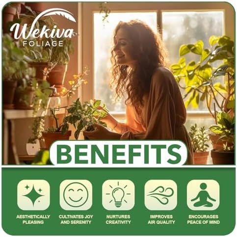 Clematis Will Goodwin - Live Starter Plant in a 2 Inch Growers Pot - Starter Plants Ready for The Garden - Rare Clematis for Collectors - Image 3