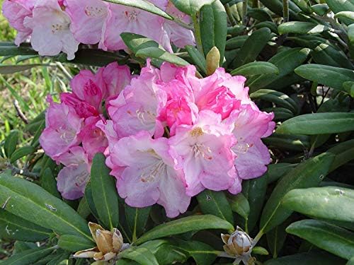 Rhododendron yak. 'Prince' (Rhododendron) Evergreen, pink flowers with dark pink edge, #2 - Size Container - Image 4