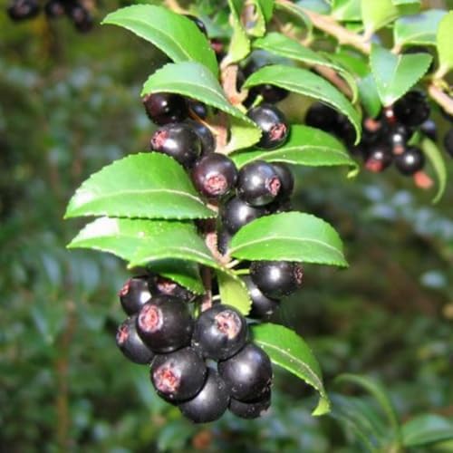 6 Huckleberry Bushes Live Plants, Sweet Edible Berry Bush, 1-3 Inch Tall - Image 5