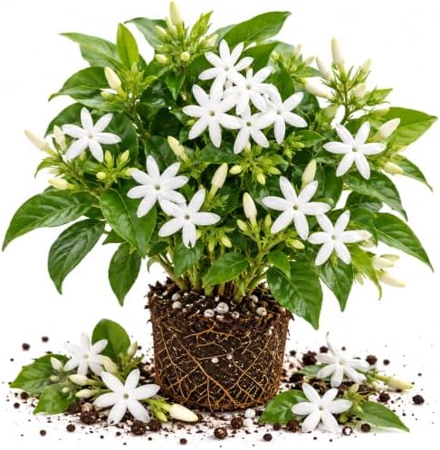 Climbing Star Jasmine Vine Live Plant, Patio Container Flower, 4-7 Inches by UIOTER