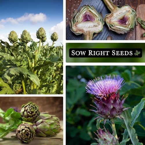 Sow Right Seeds - Green Globe Artichoke Seed for Planting Outdoor Perennial - Image 4