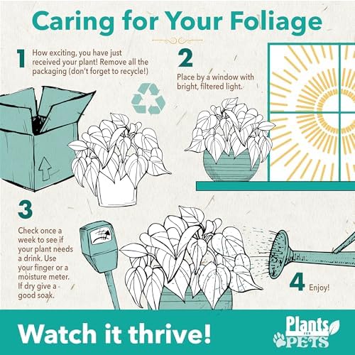 Live Philodendron Birkin Plant, 6 in. Pot, Easy Variegated Indoor Plants - Image 5