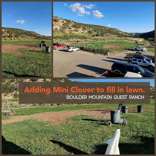 Mountain Valley Seed Co Micro Clover Seed for Lawn 4 Oz ~100,000 - Image 6