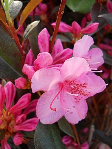 Rhododendron 'Aglo' (Rhododendron) Evergreen, pink flowers, #2 - Size Container - Image 2