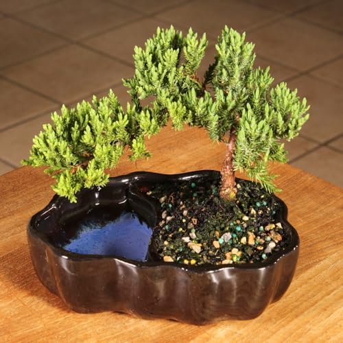 Brussel's Bonsai - Small Juniper Live Bonsai Tree, Potted Outdoor Plant - Image 4