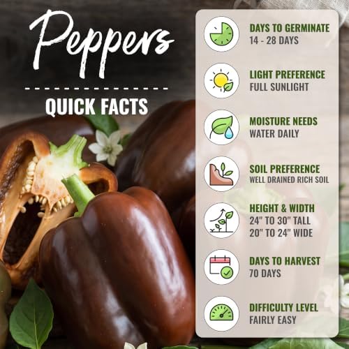 Seed Needs Sweet Chocolate Bell Pepper Seeds to Plant Vegetables - 5 Packs - Image 4