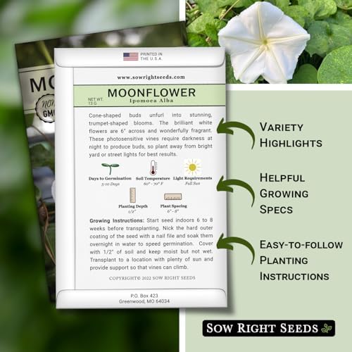 Sow Right Seeds - Moon Flower Seed for Planting Moonflower Night Garden - Image 2