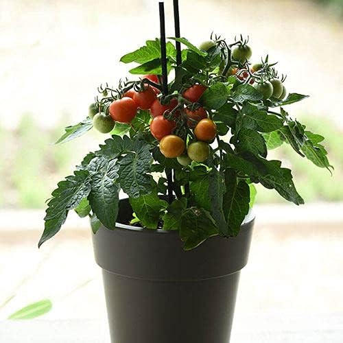 Park Seed Cherry Tomato Seeds, Planting Vegetables, Easy to Grow, Non-GMO, Variety of Colors and Sizes, Spring Garden, Red Velvet Cherry, Pack of 10 by ParkSeed