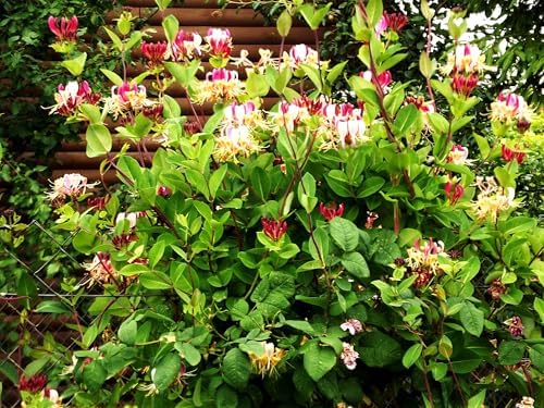 Greenwood Nursery: Live Shrub Plants - Winter Honeysuckle + Lonicera Fragrantissima - [Qty: 3X 3.5 Pots] - (Click for Other Available Plants/Quantities) by GreenwoodNursery