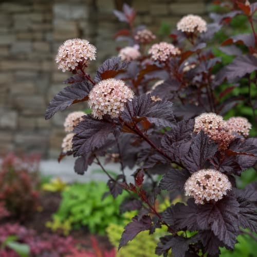 Live Ninebark Shrub Plant, 12-18" Tall in 2.5" Pot, Easy to Grow, Resilient Flowering Foliage for Garden Rows and Landscapes - Image 7