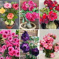 Desert Rose Seeds Mixed, Adenium Obesum, 80PCS Exotic Succulent Ornamental Flower Seeds, Drought Tolerant, for Home Garden, Balcony and Bonsai by BuggyBeds
