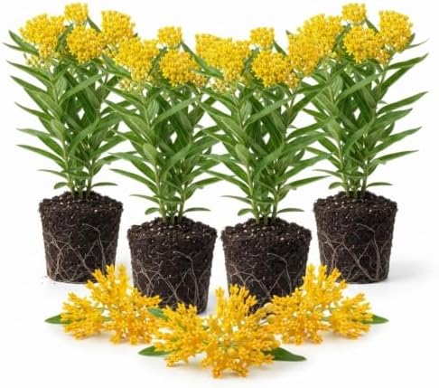 4 Yellow Milkweed Live Plants, 4-9 Inch Tall, Asclepias Tuberosa Butterfly by UIOTER