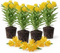 4 Yellow Milkweed Live Plants, 4-9 Inch Tall, Asclepias Tuberosa Butterfly by UIOTER