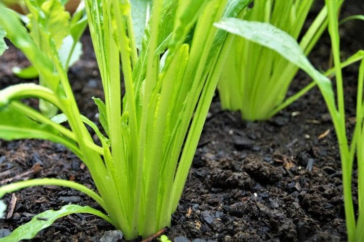 Asian Garden Vegetable 5000+++Seeds Collection for Fall Planting, Mixed Varieties gailan, tatsoi, GAI Choy, bok Choi, pak Choy, Lettuce...Cool Season Leafy Vegetables - Image 7