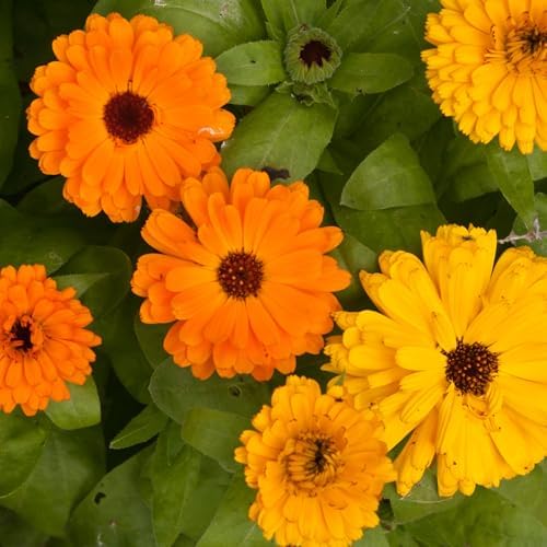 Seed Needs Flower Seeds to Plant Calendula Pacific Beauty Mix - Bulk Pack - Image 5
