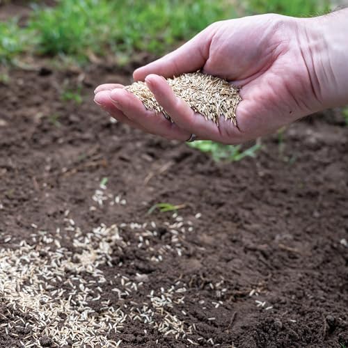 Canada Green Grass Lawn Seed - 4 Pound Bag Grows Healthy Rich Green Fast Growing Grass Lawn Seed Plants Yard Garden - Image 3
