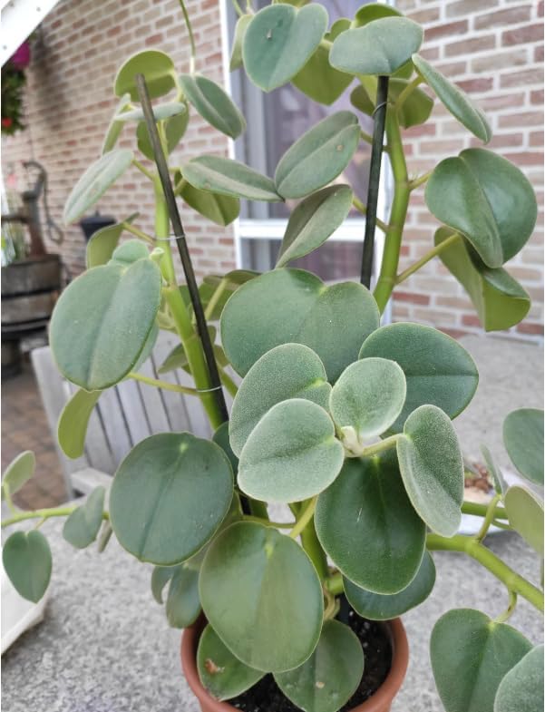 Variety of Peperomia Live Plant for Houseplant Tropical Shurb 4" Pot (Felted Peperomia Plant) - Image 5