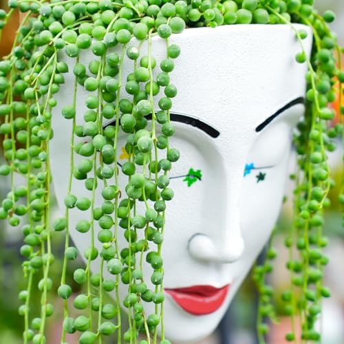 Sprout N Green 4" String of Pearls, Live Trailing Succulent - Image 3
