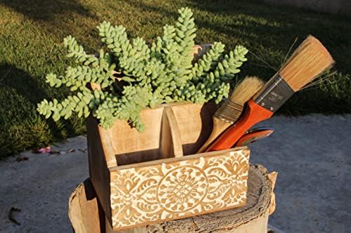 Altman Plants, 3.5" Donkey Tail Succulent Plants Live Succulents Plants Live Indoor Plants Live Houseplants Live Indoor House Plants Indoors Live Plants Indoor, Outdoor Plants Live Succulent Plants - Image 6