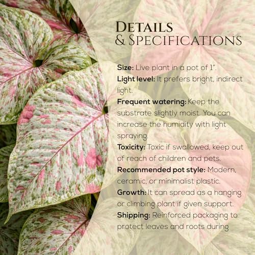 Syngonium Confetti Plant (4 Pack) Rare Live Starter Plants, Variegated Arrowhead Vine Houseplants, Easy Care Indoor Tropical Plants Live, Pink Foliage Houseplants - Image 3