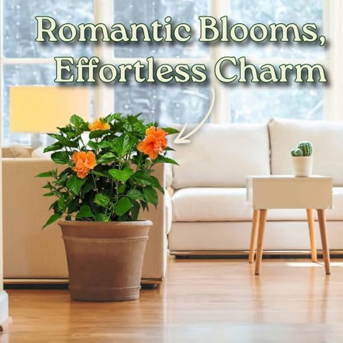 Hibiscus Bush - Double Peach Flowering Plant Live - Overall Height 26" to 28" - Tropical Plants of Florida (Plant Only) - Image 5