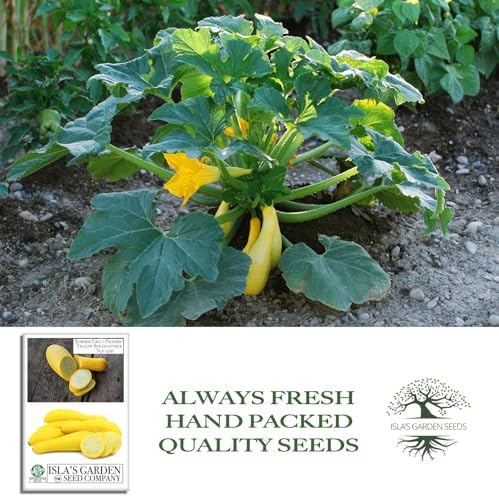 Early Prolific Straightneck Squash Seeds – 50+ Non-GMO & Heirloom Vegetable Seeds, Cucurbita Pepo, Fast Growing Yellow Summer Squash, High Yield for Containers & Gardens, Gift Idea by Isla’s Garden - Image 4