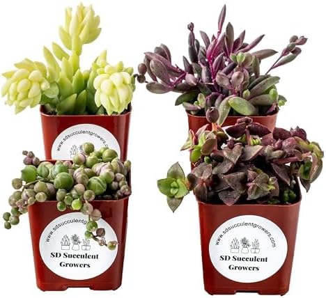 Live Trailing Mystery Succulent | Well Rooted Real Hanging Succulents Planted in 2 inch Pots | Assorted Small Starter Plants for DIY, Home Outdoor/Indoor Wedding or Birthday Gift (4 Pack) by SDSucculentGrowers