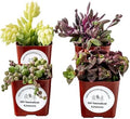 Live Trailing Mystery Succulent | Well Rooted Real Hanging Succulents Planted in 2 inch Pots | Assorted Small Starter Plants for DIY, Home Outdoor/Indoor Wedding or Birthday Gift (4 Pack) by SDSucculentGrowers