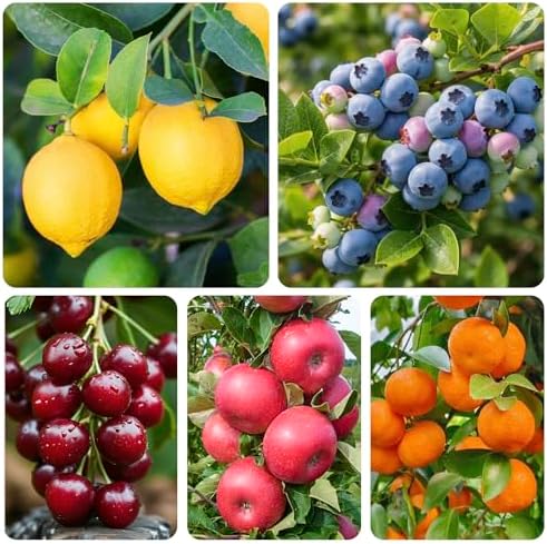 Mix Bonsai Fruit Tree Seeds for Planting, 5 Variety Individual Packs-40 Lemon 20 Cherry 40 Orange 40 Apple 20 Blueberry-Heirloom Fruit Seeds - Image 2