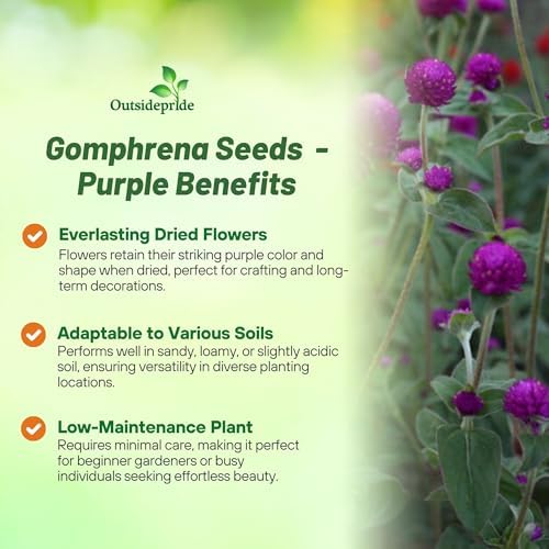 Outsidepride Purple Gomphrena Seeds - 2000 Pcs Annual, Heat & Drought Tolerant, Pollinator Friendly Globe Amaranth Seeds for Planting w/Vibrant Round Blooms for Beds, Borders, and Arrangements - Image 3