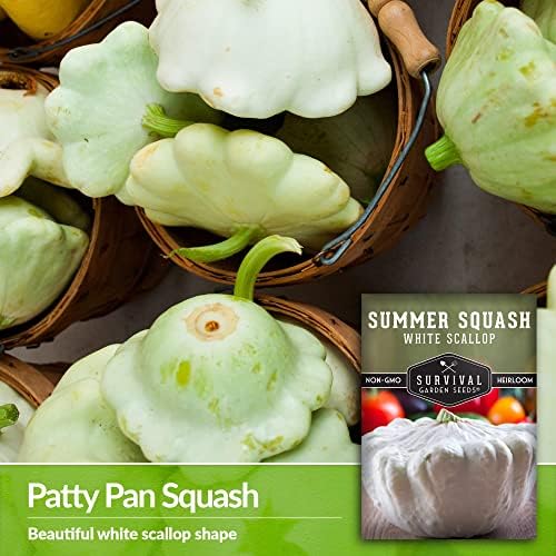 White Scallop Patty Pan Squash Seeds for Planting (2 Packs) - Image 3