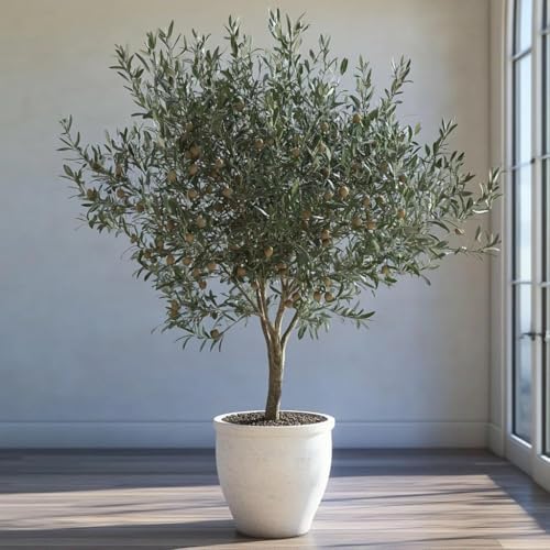 Live Arbequina Olive Tree 1 Gallon Pot Dwarf Fruit Tree for Indoor Outdoor Growing Cold Hardy Self Fertile Container Friendly Zones 7 to 11 - Image 2