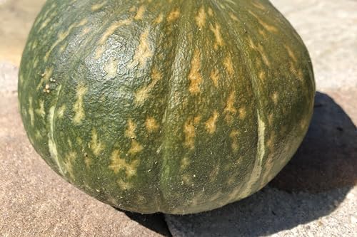 Kurihomare Kabocha F1 Winter Squash Seeds: 15 Count - Image 3