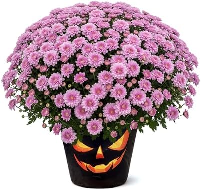Chrysanthemum (Jack O' Lantern Deco Pot), Pink Blooms, Live Fall Flowering Perennial, 15" Tall by 12" Wide in 3 Qt Pot by TheThreeCompany