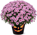 Chrysanthemum (Jack O' Lantern Deco Pot), Pink Blooms, Live Fall Flowering Perennial, 15" Tall by 12" Wide in 3 Qt Pot by TheThreeCompany