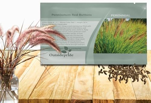 Outsidepride Pennisetum Thunbergii Red Buttons Ornamental Grass Seeds - 25 Pcs Perennial, Drought Tolerant Fountain Grass with Red Feathery Plumes for Low Maintenance Xeriscaping & Flower Arrangements by Outsidepride