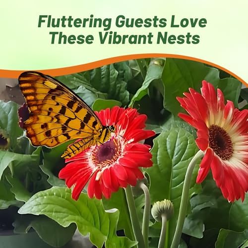 Outsidepride Bicolor Mix Gerbera Seeds - 20 Pcs Perennial, Compact & Low Maintenance, Flower Seeds for Planting w/Vibrant Mixed Blooms, Ideal for Garden Landscaping & Cut Flower Arrangements - Image 6