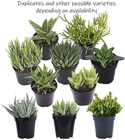 Altman Plants, Assorted Succulents Plants Live Houseplants (12PK), Succulent Plants Home Office Plants Live Indoor Plants, Live Plants Indoor House Plants, Easy Care Plants, Desk Plants Kitchen Plants - Image 5