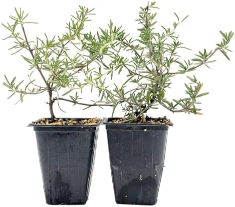 2 Huntington Carpet Rosemary in 3.5" Nursery Cubes by CitronellaKing