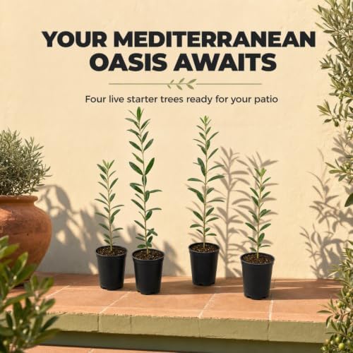 ragnaroc Arbequina Olive Tree Live Plant, 2-Inch Plug, 10+ Inches Tall, 4ct - Image 2