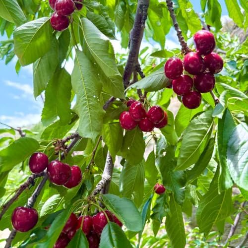 Mix Fruit Seeds Pack for Planting, 160pcs Lemon Orange Apple Blueberry Cherry Seeds, Non-GMO Heirloom Sweet Edible Juicy Fruits Tree Plants in Your Home Garden - Image 5