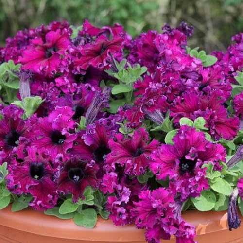 Eden Brothers Petunia Seeds - Espresso Frappe Ruby by EdenBrothers
