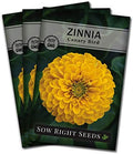Sow Right Seeds - Canary Bird Zinnia Seed for Planting Flowers Outdoors 3pk by SowRightSeeds