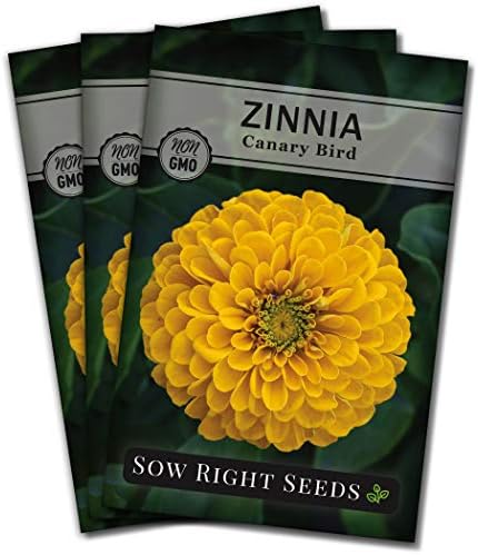 Sow Right Seeds - Canary Bird Zinnia Seed for Planting Flowers Outdoors 3pk by SowRightSeeds