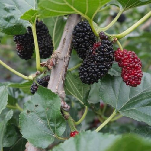Illinois Mulberry Tree Live Plant, 5-8" Mulberry Starter Plant - Image 2
