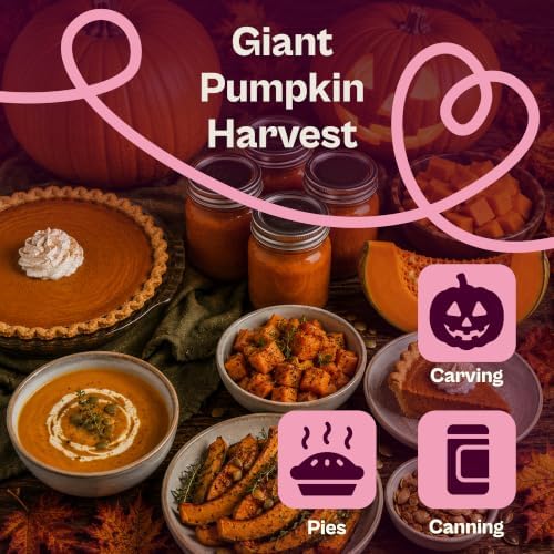 SVI 40 Big Max Pumpkin Seeds (Cucurbita Maxima) – Giant Pumpkin Seed Packets, Pumpkins Squash Garden Seed – Heirloom Vegetable Seeds for Home Garden, Outdoor Beds, and Sunny Home Plots - Image 4