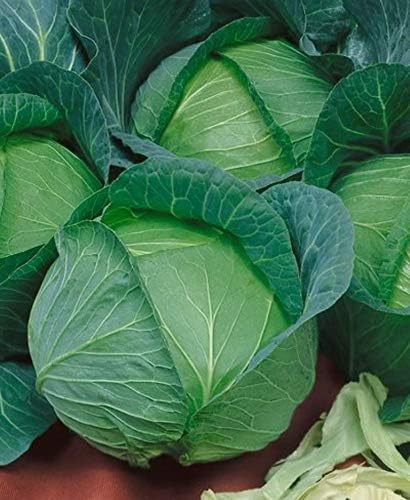Bravo Cabbage Live Plants - Set of 4 - Image 4